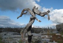 Photo of День рождения в кафе