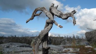 Photo of День рождения в кафе